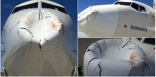 Hình ảnh máy bay bị chim đâm móp mũi. 