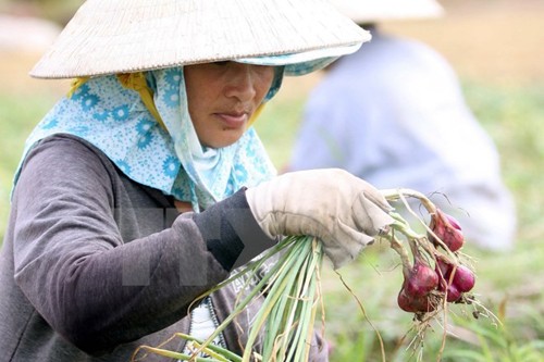 Thu hoạch hành tím tại Vĩnh Châu, tỉnh Sóc Trăng.