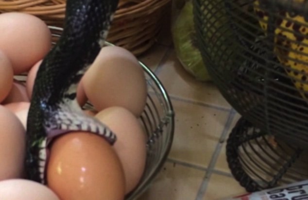 Hãi hùng phát hiện rắn bò vào nhà lấy trứng gà