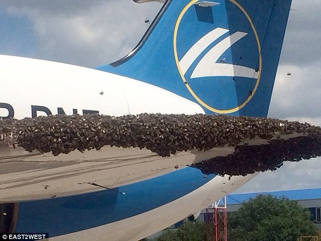 Hãi hùng hàng nghìn con ong “tấn công” máy bay chở khách