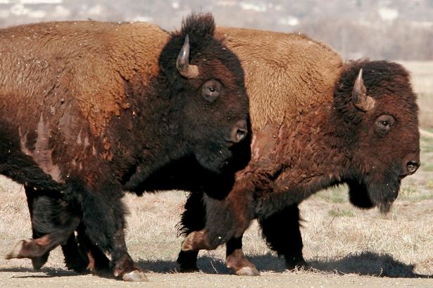 Loài bò rừng bizon. 
