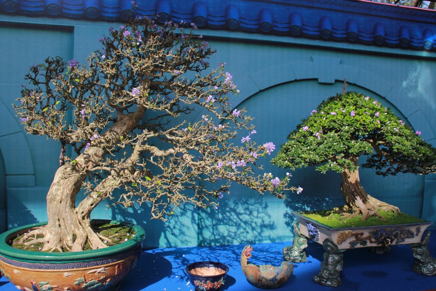 Chiêm ngưỡng các tác phẩm bonsai và đá cảnh nghệ thuật quốc tế hội tụ ở TPHCM