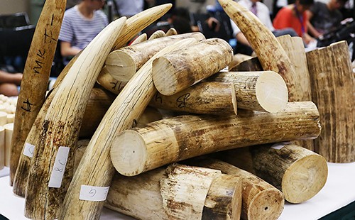 Hà Nội: Phát hiện 200kg ngà voi không nguồn gốc