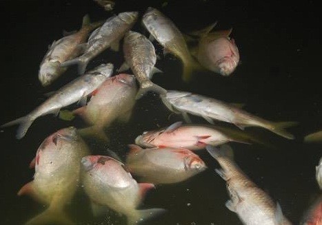 Phát hiện cá chết ở hồ Linh Đàm