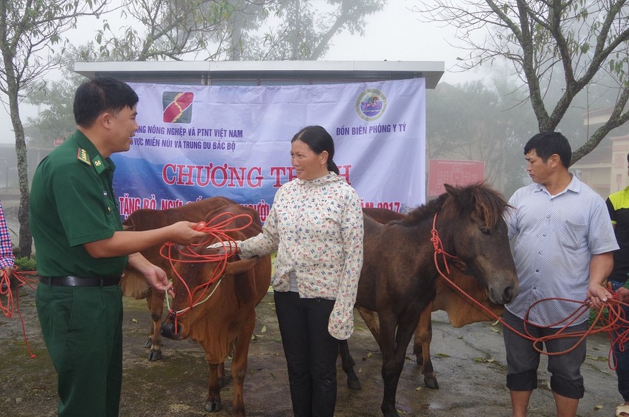 Lãnh đạo Đồn Biên phòng Y Tý trao tặng bò cho gia đình chị Phàn Lở Mẩy, thôn Ngải Chồ, xã A Lù
