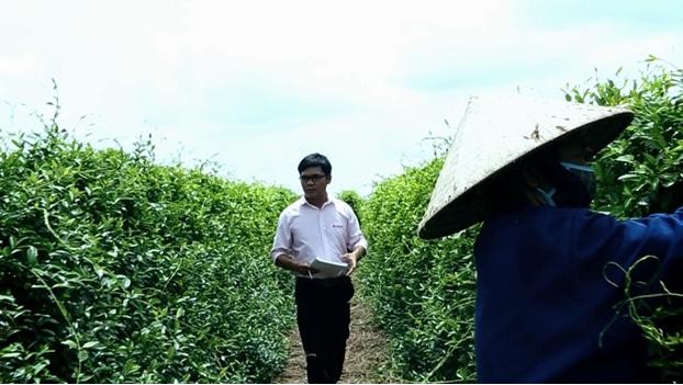 Vùng trồng dược liệu Dây thìa canh đạt tiêu chuẩn GACP của Nam Dược tại Hải Hậu, Nam Định 