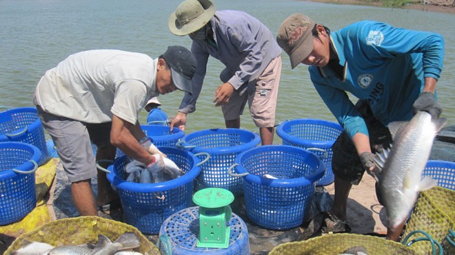 Metro hỗ trợ nông dân chuyển đổi VietGAP trong nuôi trồng thủy sản