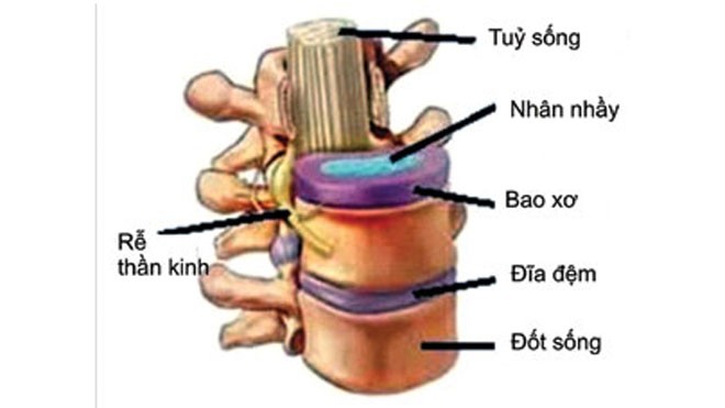 Hình ảnh cấu tạo đĩa đệm.