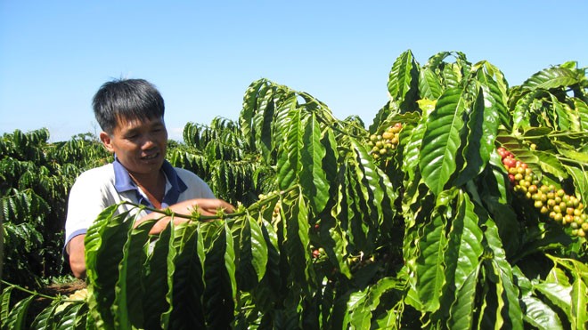 Agribank chủ lực đầu tư nguồn vốn tái canh cây cà phê