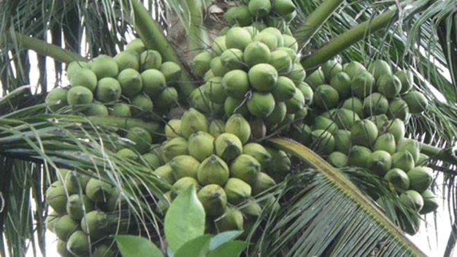 Cây dừa xiêm dây trồng được 5 năm cho rất nhiều trái