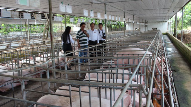 Một trang trại chăn nuôi lợn sử dụng vốn vay từ Agribank Thống Nhất