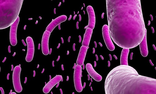 Lợi khuẩn có trong chế phẩm sinh học giúp bạn xua tan căng thẳng 