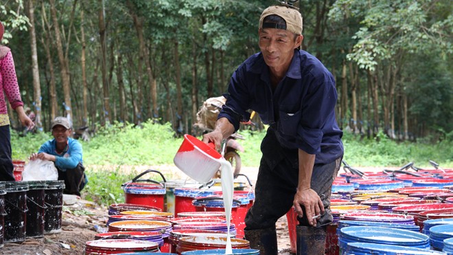 Công nhân Việt Nam trên nông trường cao su của Hoàng Anh Gia Lai tại Lào