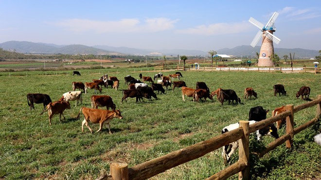 Trang trại bò sữa Organic tiêu chuẩn châu Âu đầu tiên tại Việt Nam