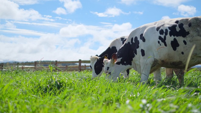 Bước tiến mới trong lĩnh vực Organic của ngành sữa