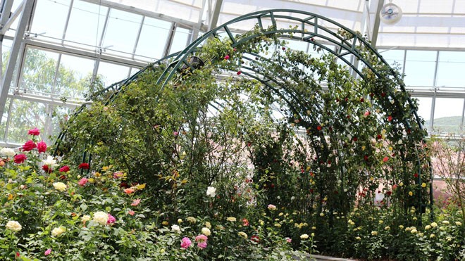 Vườn hồng rực rỡ với hàng trăm giống hồng, trong đó có hàng chục loài hoa hồng cổ quý hiếm.