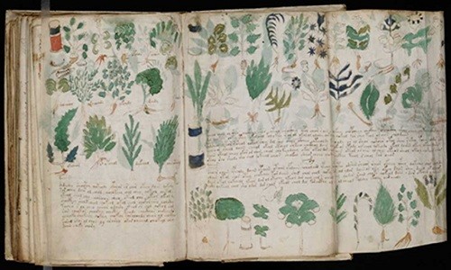 Hình vẽ thực vật trong bản thảo Voynich. Ảnh: Wikimedia.