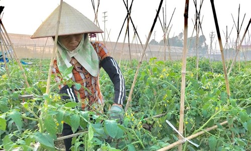 Mô hình sản xuất rau an toàn theo tiêu chuẩn VietGap tại Vĩnh Phúc