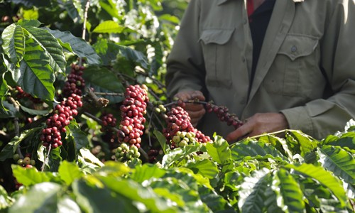Tổng sản lượng cà phê nhân của Việt Nam năm 2016 đạt 1,6 triệu tấn, chiếm thị phần 17-18% tổng sản lượng cà phê toàn cầu