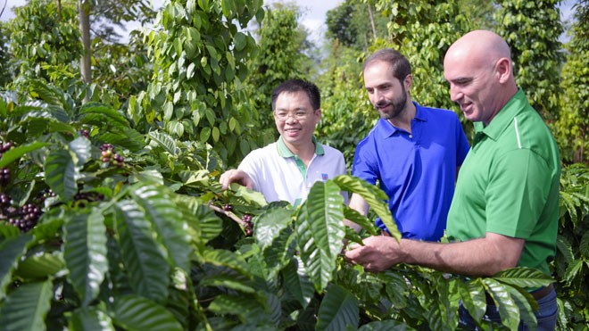 Chuyên gia quốc tế và PVFCCo tại vườn cà phê sử dụng NPK công nghệ hoá học