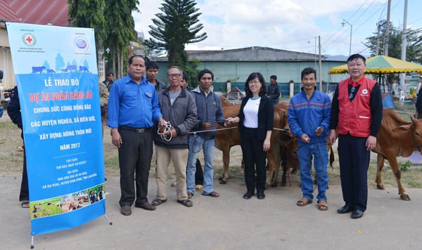 Công ty sữa cô gái Hà Lan tặng 80 con bò cho nông dân nghèo Lâm Đồng