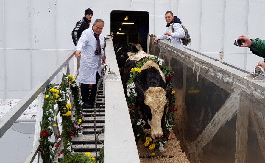 Đàn bò được đón về Nga tại cảng tại cảng Novorossiysk (vùng Krasnodar, Liên bang Nga)