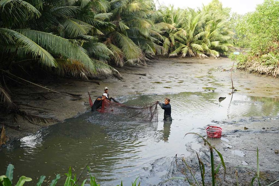 Gia đình bà Phan Thị Bé thu hoạch cá nuôi trong ao tự nhiên