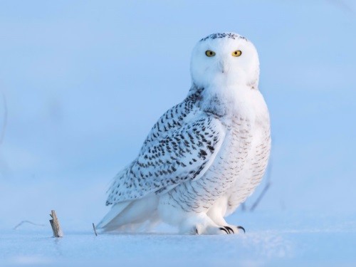 Cú tuyết không thể bị nhầm lẫn với những loài cú khác trên thế giới. Ảnh: Shutterstock.