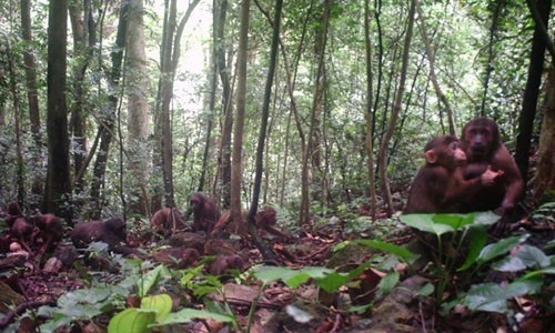 Khỉ mặt đỏ có tên khoa học Macaca arctoides chụp được qua bẫy ảnh ở rừng Động Châu-Khe Nước Trong. (Ảnh: Mạnh Thành/TTXVN)