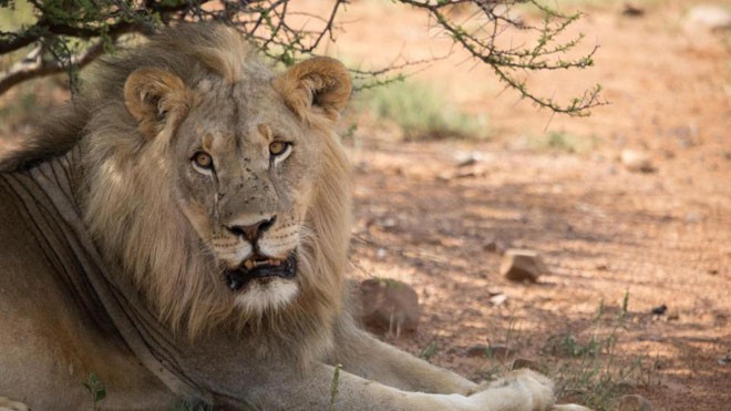 Sư tử tại khu bảo tồn thiên nhiên Dinokeng, Hammanskraal, Nam Phi