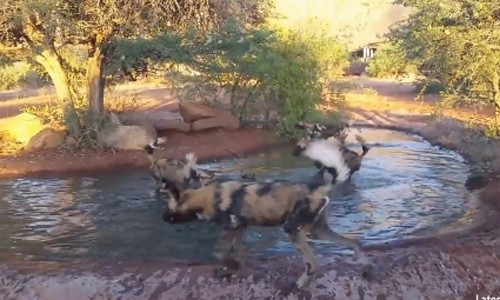 Lợn rừng trốn dưới nước bị đàn chó hoang xé xác