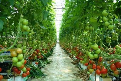Nông nghiệp là ngành có tiềm năng và lợi thế của Việt Nam