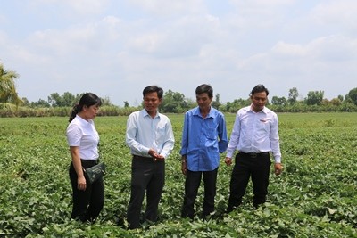 Khách hàng Đỗ Văn Thum (áo xanh) trên cánh đồng khoai lang bạt ngàn có quan hệ vay vốn Agribank (CN Bình Tân, Vĩnh Long) 