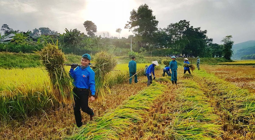Đoàn viên thanh niên Hà Tĩnh giúp bà con nông dân thu hoạch lúa Xuân.