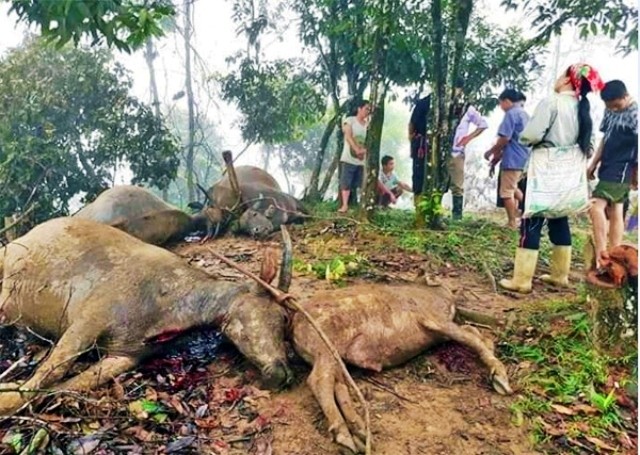 Sét đánh chết 3 con trâu tại huyện Bảo Thắng.