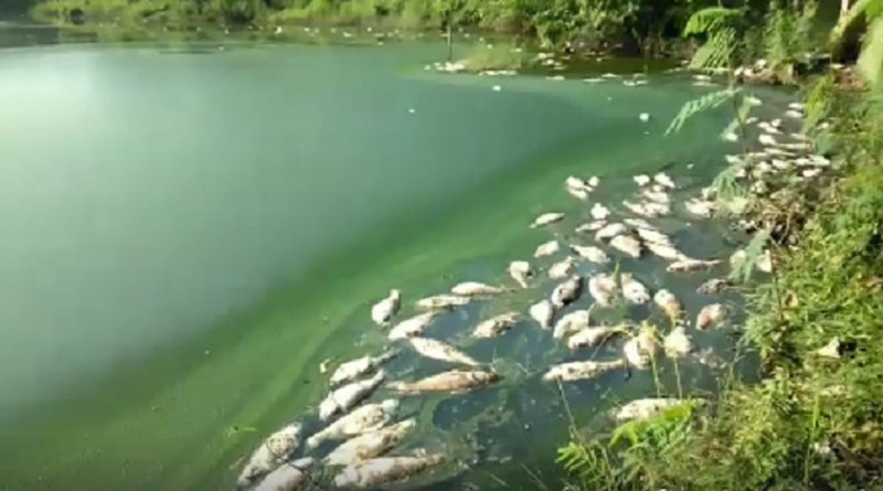 Chất thải của Công ty TNHH MTV Gia cầm Hòa Phát Phú Thọ làm cá ở hồ Ngả Hai chết hàng loạt.
