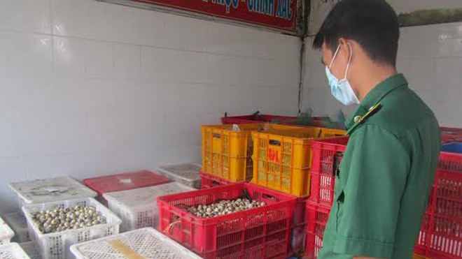 Bắt xe tải chở hơn 200 ngàn quả trứng cút lậu