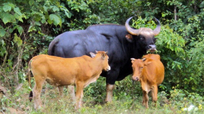  Bò tót nhập bầy với bò nhà