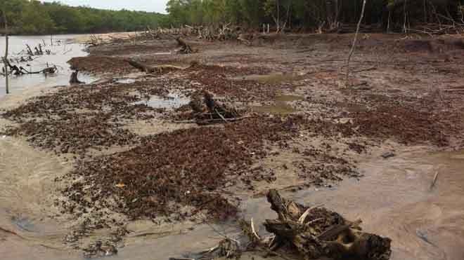 Một mảng rừng phòng hộ rất xung yếu ở xã Tân Ân đã bị sóng biển đánh tan. ẢNH: SÁU NGHỆ