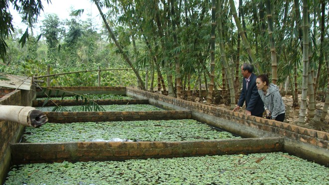 Bể nuôi lươn, ếch bên cạnh vườn tre của ông Sơn
