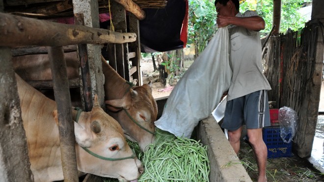 Một nông dân đang đổ đậu cô ve cho bò ăn vì giá rẻ như bèo. Ảnh: Phú Đức