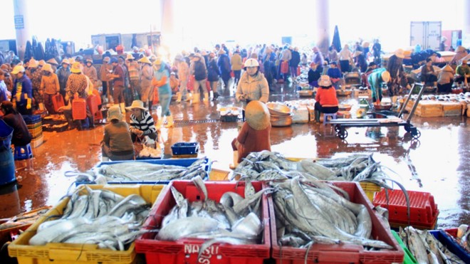 Nhiều tư thương Trung Quốc núp bóng thu gom hải sản khiến các doanh nghiệp thủy sản nội địa khan hiếm nguồn nguyên liệu ngay trên “sân nhà”