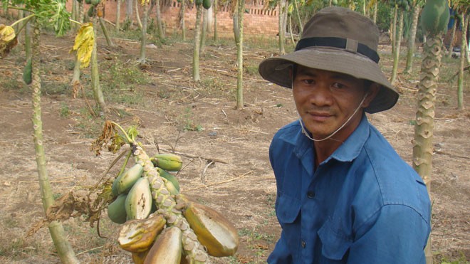  Nông dân Nguyễn Văn Luân bên vườn đu đủ thất thu vì thiếu nước 
