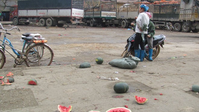 Dưa hấu vứt lăn lóc gây ô nhiễm trầm trọng tại Tân Thanh 