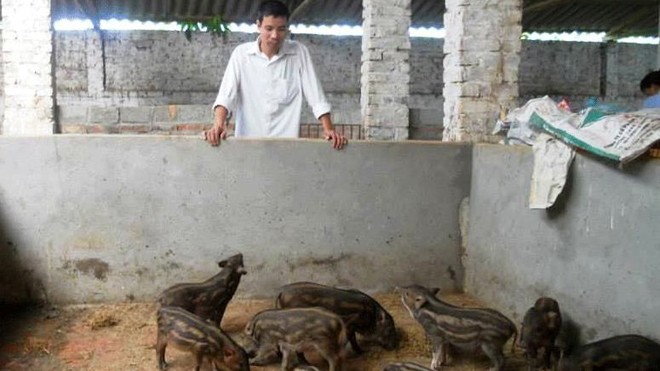 Anh Nguyễn Văn Giang bên đàn lợn rừng mới sinh của gia đình