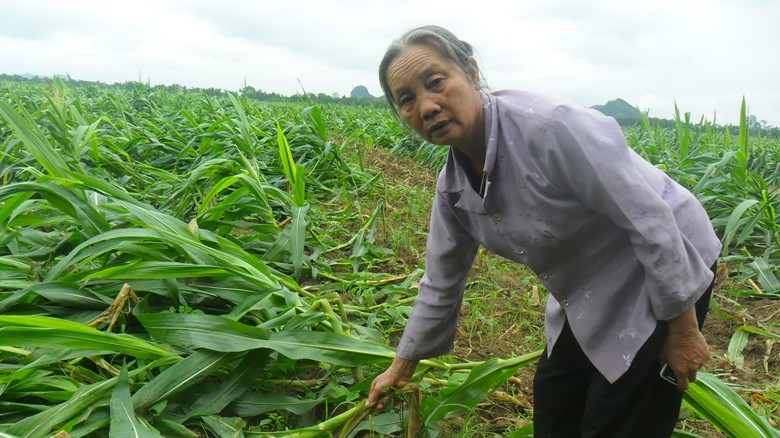 Mưa đá gây thiệt hại nặng nề cho người dân. Ảnh: Phạm Nhài