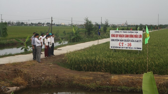 Lúa lai sản xuất tại Nam Định