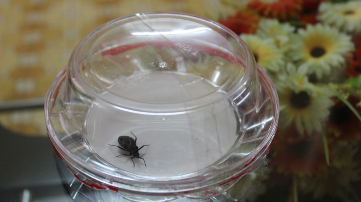Con bọ xít cái được phát hiện tại nhà ông Quang ở đường Vương Thừa Vũ, Thanh Xuân, Hà Nội. Ảnh: Nguyễn Hoài