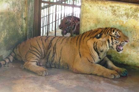 Hai cá thể hổ đang được chăm sóc, điều trị tại vườn quốc gia Pù Mát