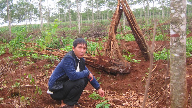 Nông dân chặt cao su trồng cà phê